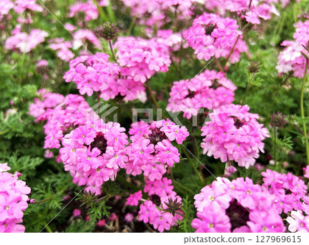 Pink verbena Pink verbena 127969615