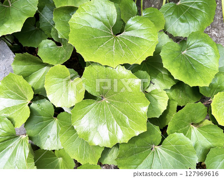 茂盛的日本銀葉 127969616