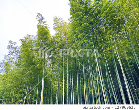 Straight bamboo 127969625