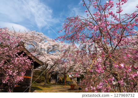 Sansui, Shinpuke-cho, Nagano City, Nagano Prefecture Someiyoshino and benishidare cherry blossoms that fill the precincts of Choshoji Temple on Mt. Nio, a famous spot for cherry blossoms Sansui, Shinpuke-cho, Nagano City, Nagano Prefecture Someiyoshino and benishidare cherry blossoms that fill the precincts of Choshoji Temple on Mt. Nio, a famous spot for cherry blossoms 127969732
