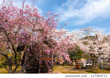 長野縣長野市新豐町山水 櫻花名勝仁王山長勝寺院內盛開著染井吉野櫻和紅筱櫻 127969733