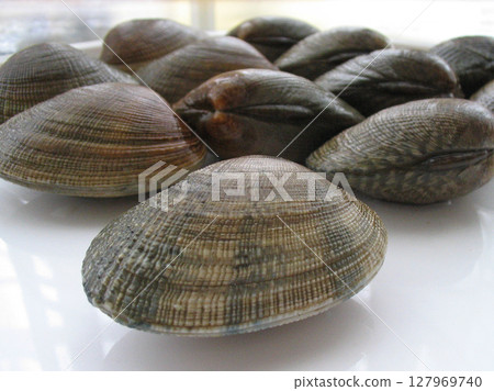 Clams from Hokkaido Clams from Hokkaido 127969740