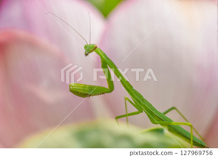 螳螂和蓮花 127969756
