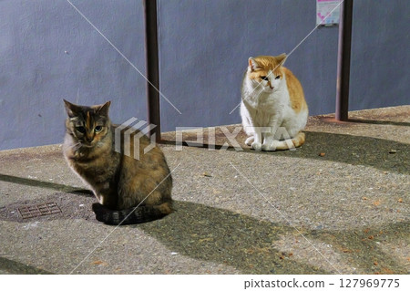 Two friendly cats in the same pose Two friendly cats in the same pose 127969775