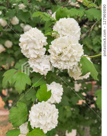 White hydrangea flowers blooming on bush in prague 127969890
