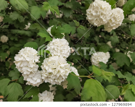 White hydrangeas blooming in prague's lush garden 127969894