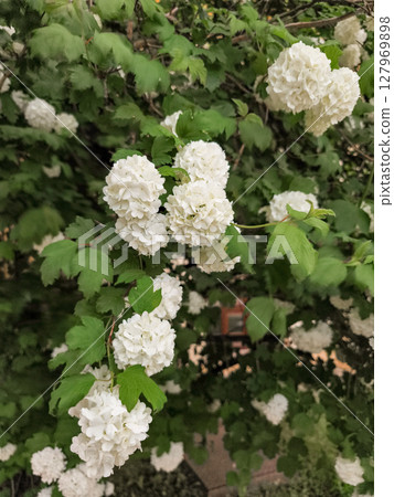 White flowers of snowball tree blooming in prague during spring White flowers of snowball tree blooming in prague during spring 127969898