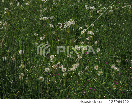 Dandelion field growing in prague during spring season 127969900
