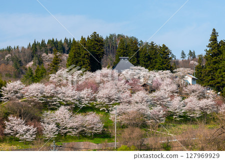 Sansui, Shingo-cho, Nagano City, Nagano Prefecture: The main hall of Niozan Choshoji Temple, a famous spot for cherry blossoms, and somei-yoshino and weeping cherry trees in the precincts, and a distant view of double cherry blossom trees Sansui, Shingo-cho, Nagano City, Nagano Prefecture: The main hall of Niozan Choshoji Temple, a famous spot for cherry blossoms, and somei-yoshino and weeping cherry trees in the precincts, and a distant view of double cherry blossom trees 127969929