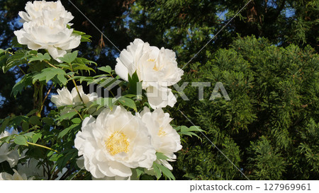 White peony flowers in spring 127969961
