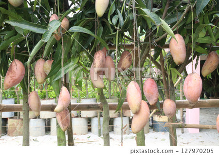 mango on tree in farm for sell 127970205