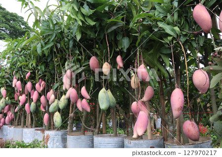 mango on tree in farm for sell 127970217