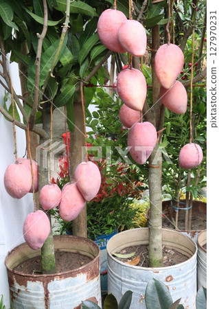 mango on tree in farm for sell 127970231