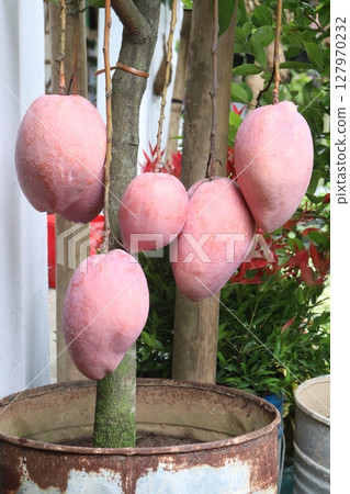 mango on tree in farm for sell 127970232