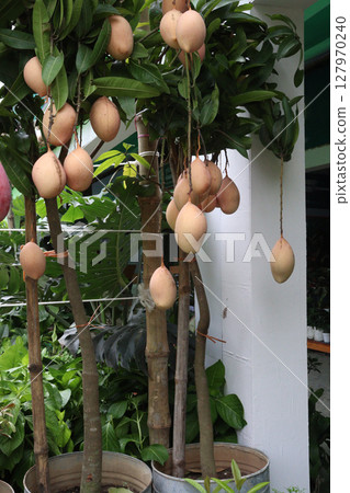 mango on tree in farm for sell mango on tree in farm for sell 127970240