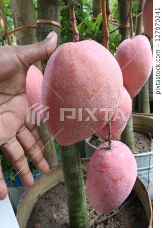 mango on tree in farm for sell 127970241