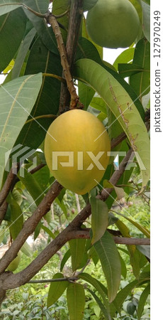 mango on tree in farm for sell mango on tree in farm for sell 127970249