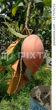mango on tree in farm for sell 127970253