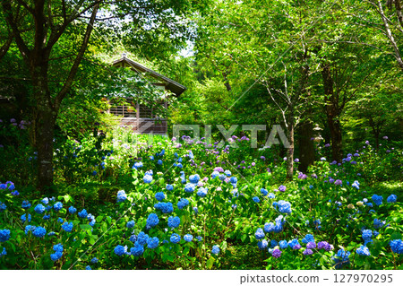 京都三千院的初夏繡球花 127970295