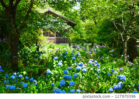 Early summer hydrangeas at Sanzen-in Temple in Kyoto Early summer hydrangeas at Sanzen-in Temple in Kyoto 127970396