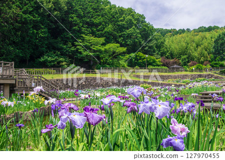 菖蒲豐川市赤塚山公園菖蒲節 28 127970455