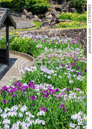 Iris Toyokawa City Akatsukayama Park Iris Festival 21 Iris Toyokawa City Akatsukayama Park Iris Festival 21 127970462