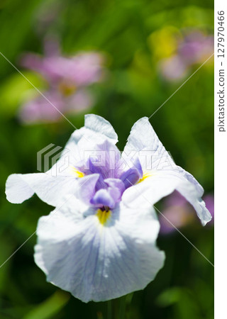 菖蒲豐川市赤塚山公園菖蒲節 17 菖蒲豐川市赤塚山公園菖蒲節 17 127970466