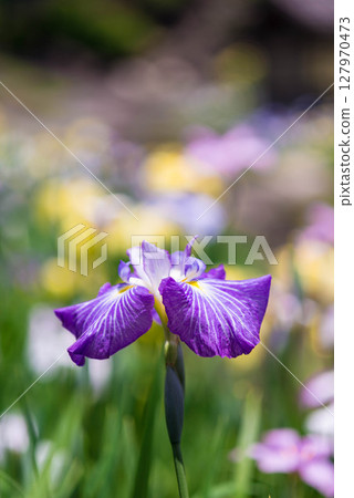 Iris Toyokawa City Akatsukayama Park Iris Festival 10 127970473