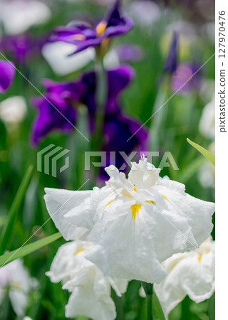 菖蒲豐川市赤塚山公園菖蒲節 7 菖蒲豐川市赤塚山公園菖蒲節 7 127970476