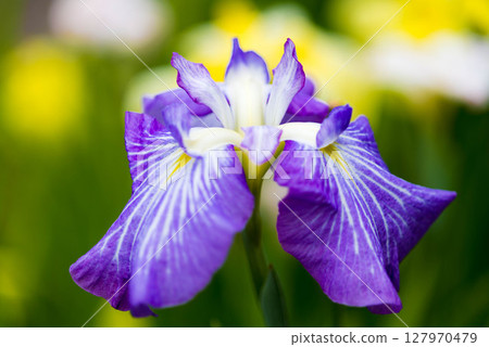 Iris Toyokawa City Akatsukayama Park Iris Festival 4 Iris Toyokawa City Akatsukayama Park Iris Festival 4 127970479