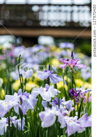 Iris Toyokawa City Akatsukayama Park Iris Festival 3 Iris Toyokawa City Akatsukayama Park Iris Festival 3 127970480