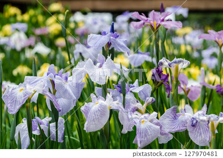Iris Toyokawa City Akatsukayama Park Iris Festival 2 127970481