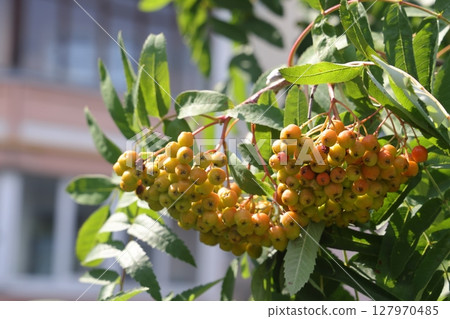 A bunch of pink unripe rowan berries on a green branch, vegetative background. A bunch of pink unripe rowan berries on a green branch, vegetative background. 127970485