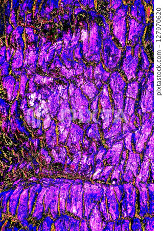 The texture of the bark of a tree close-up. Pattern of natural tree bark background. The texture of the bark of a tree close-up. Pattern of natural tree bark background. 127970620