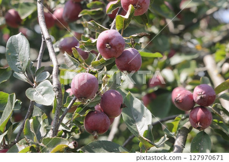 Ripe red small wild apples on a branch of a fruit tree close up. Ripe red small wild apples on a branch of a fruit tree close up. 127970671