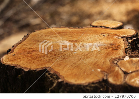 stump from a cut tree. Pine tree forestry exploitation in a sunny day. overexploitation leads to deforestation endangering environment and sustainability. deforestation, selective focus 127970706