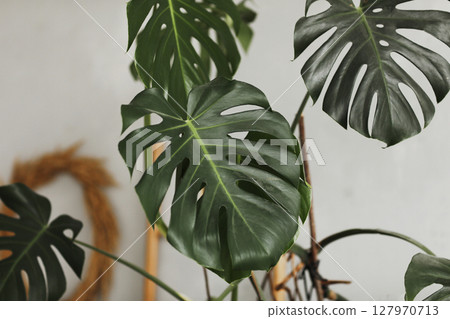 Big green leaf. Monstera leaf. Popular choice of florist using exotic jungle plant leaf. green leaves. selective focus. 127970713