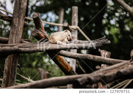 cute exotic animal resting on wooden bars in the natural park. natural background. selective focus cute exotic animal resting on wooden bars in the natural park. natural background. selective focus 127970731