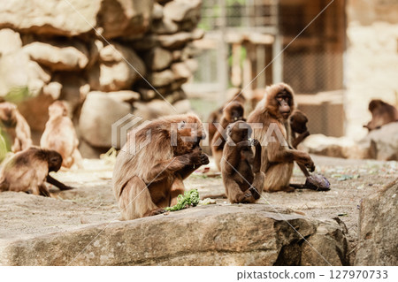 group of monkeys sit on a rock and eating vegetables in their natural habitat. Animal wildlife group of monkeys sit on a rock and eating vegetables in their natural habitat. Animal wildlife 127970733