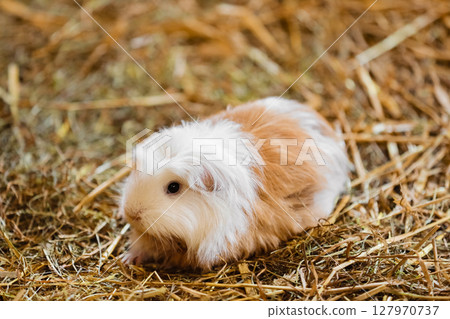 Cute Red and White Guinea Pig Close-up. Little Pet in its House. guinea pig in the hay Cute Red and White Guinea Pig Close-up. Little Pet in its House. guinea pig in the hay 127970737