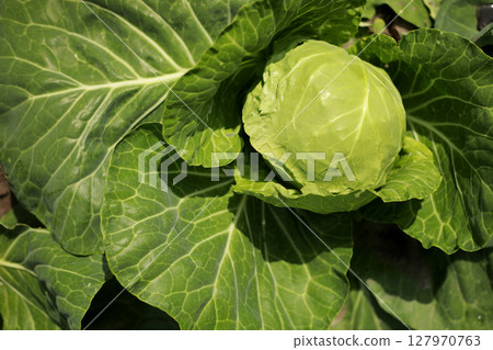 Cabbage grow in the garden. Agriculture. Healthy and healthy food for humans. The cultivation of cabbage. Head of green cabbage in organic home farm vegetable food 127970763
