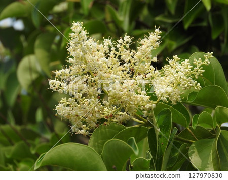 Flower of tow mimicipe Flower of tow mimicipe 127970830