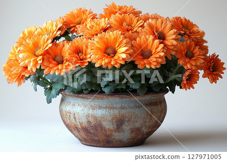 Home design. Chrysanthemums plant with orange flowers on a white background. 127971005
