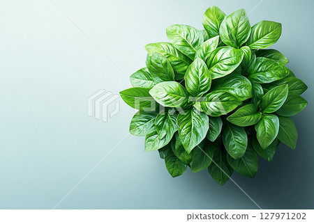 Basil plant with lush green leaves on a blurred background. Herb in gray pot. Top view Basil plant with lush green leaves on a blurred background. Herb in gray pot. Top view 127971202