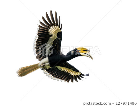Majestic Rhinoceros Hornbill in flight with distinctive yellow casque, isolated on white. Bird. 127971490