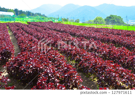 Akashiso Batake, 大原, 京都 127971611