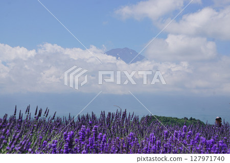 Mt Fuji and lavender Mt Fuji and lavender 127971740