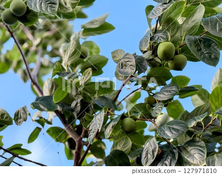 裂開的柿子，果實豐富 127971810