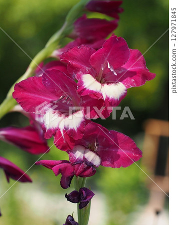 雨季過後的早晨,紫紅色的劍蘭(陽光照射下的日本鳶尾花) 雨季過後的早晨,紫紅色的劍蘭(陽光照射下的日本鳶尾花) 127971845