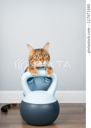A Bengal cat holds a soft kettlebell in a minimalist room interior. 127971880